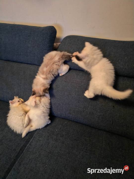 Pers Persy kot kotka mazowieckie