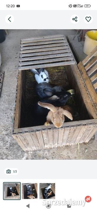Sprzedam króliki 4 sztuki Babin