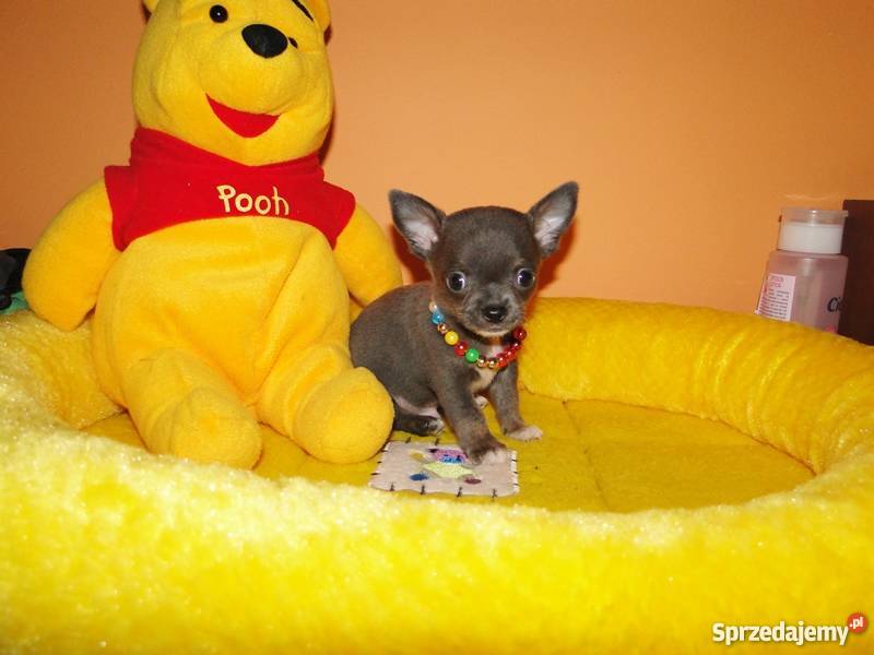 Chihuahua niebieski blue śliczny malutki piesek