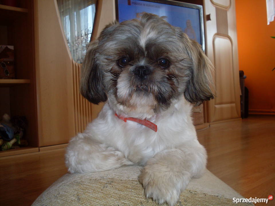 Szczeniaki shih tzu