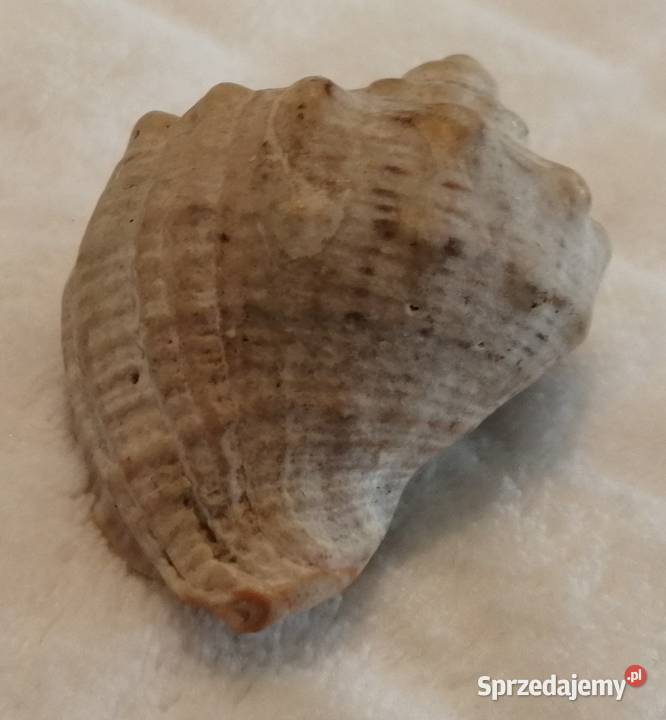 Muszla 48 60 Kreatywne Czeladź