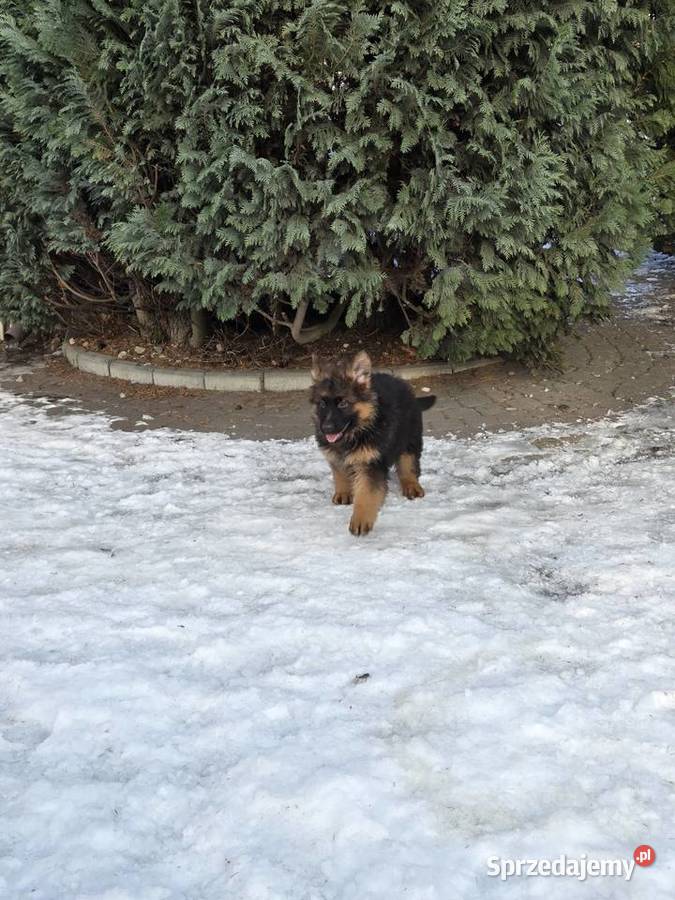 Owczarek niemiecki długowłosy szczeniak Grudziądz
