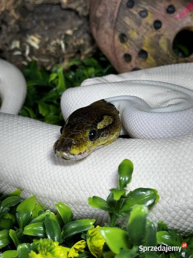 pyton królewski black pastel piebald bp pied Gady i płazy Kraków