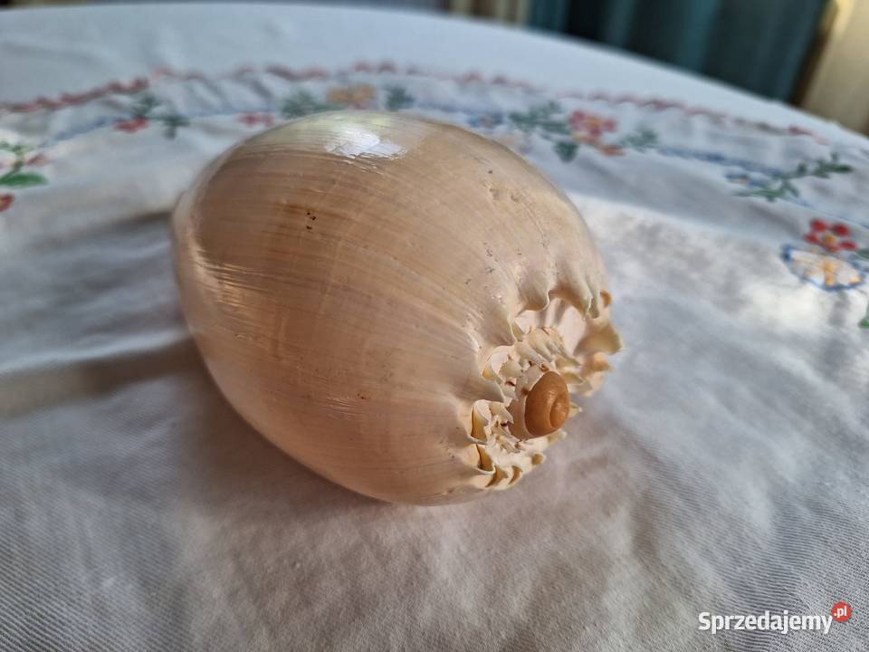 Piękna muszla Melo melo duża Łomianki sprzedam