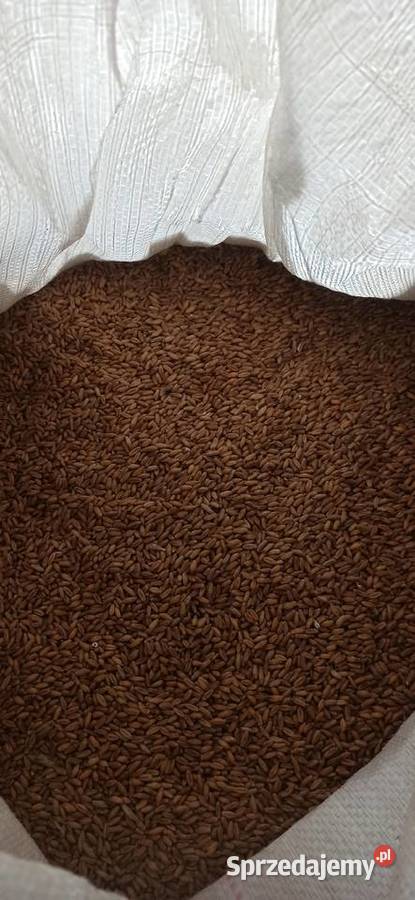Pszenżyto ozime czyszczenu Produkcja roślinna Piotrków Trybunalski