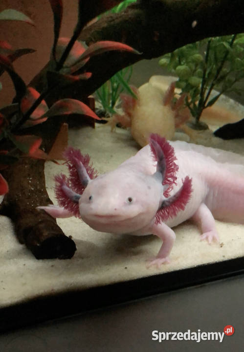 Aksolotle Ambystoma meksykańska Zabraniec