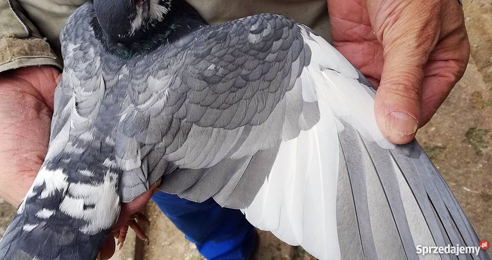 Pocztowy andaluz dolnośląskie