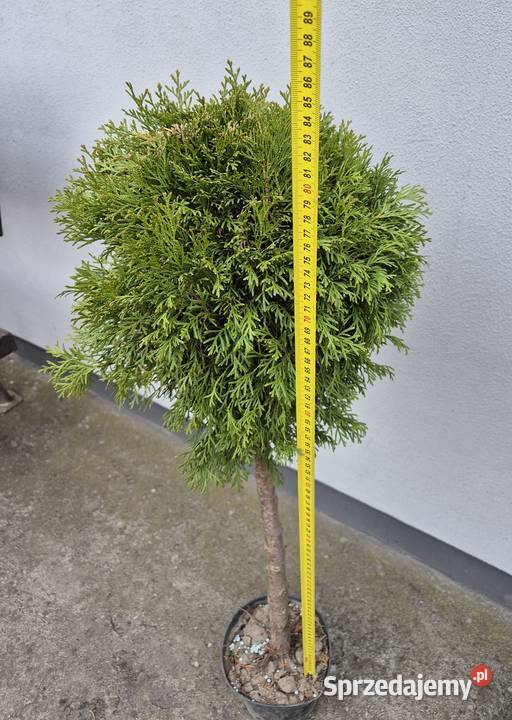 Tuje Szmaragd Kule 100 Piękne i Gęste Mąkolno