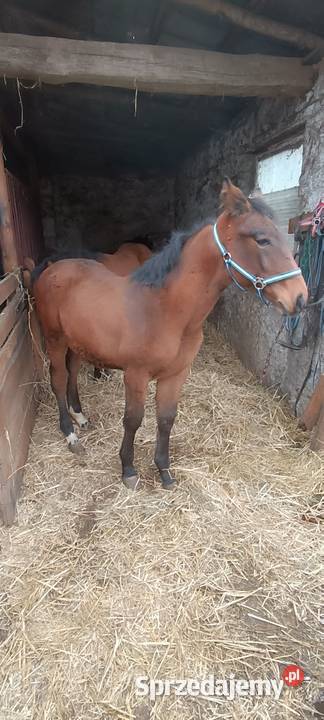 Klacz omega 6 miesięcy potencjał skokowy Krobielewo