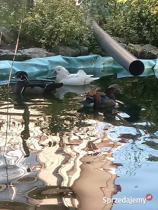 Kaczki karolinki para Skała