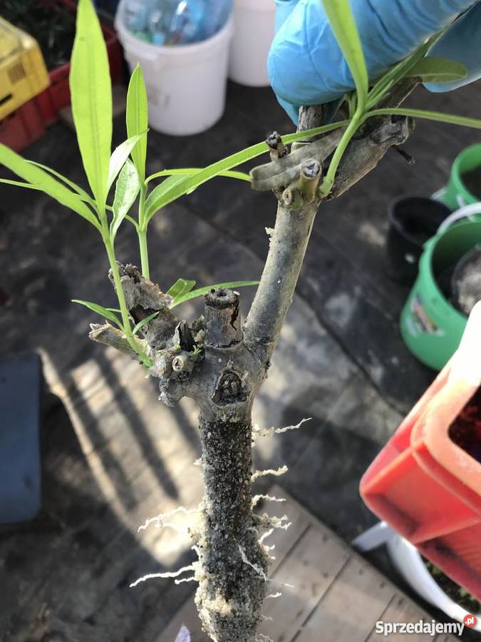 Gałązki oleander do ukorzenienia w wodzie Brzeźnica