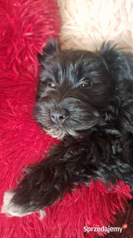 Cudna sunia sznaucerek miniaturowy CZARNA mazowieckie Wołomin