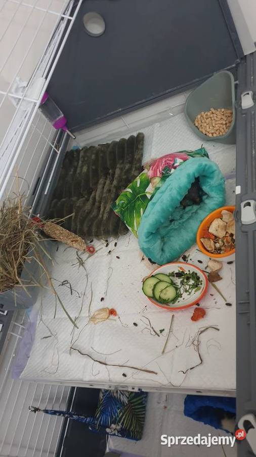 Świnka morska skinny samiczka z akcesoriami zachodniopomorskie Koszalin