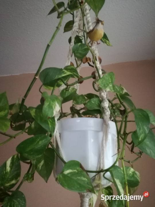 Scindapsus Epipremnum złocisteroślina Zielone łódzkie