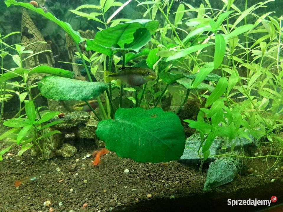 Sprzedam duży akwarium Warszawa sprzedam
