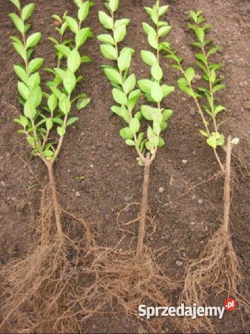 Krzewy żywopłotowe ozdobne i miododajne Miedźna