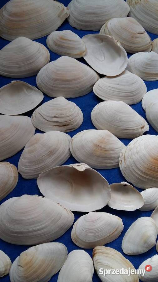 Muszlemuszelki naturalne 65Średnica 35Zestaw Łódź