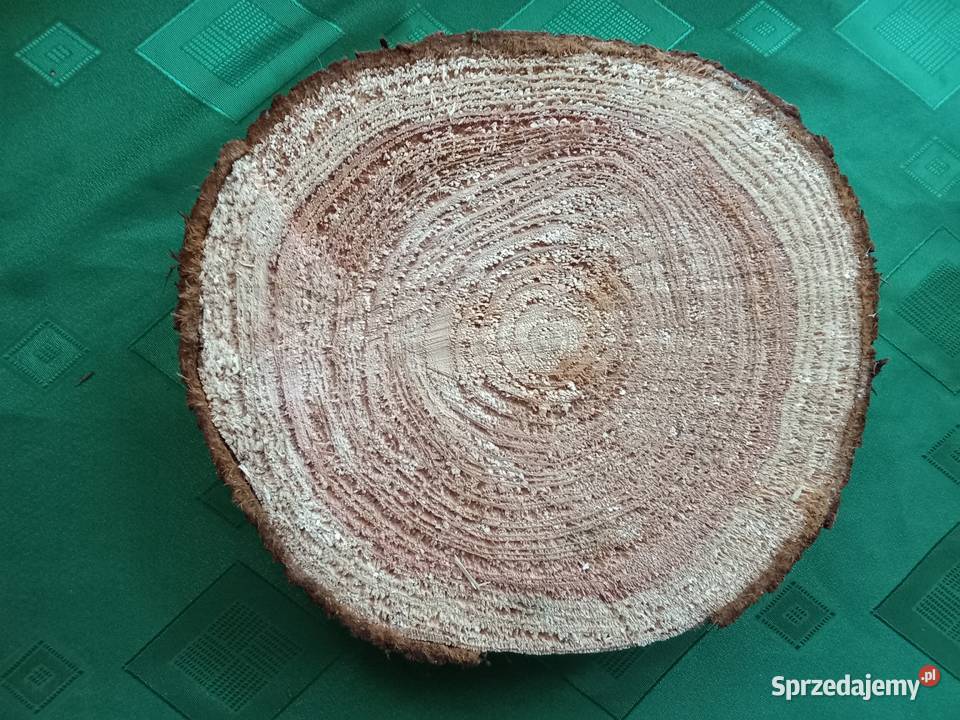 Duży krążek z naturalnego drewna brązowy sprzedam
