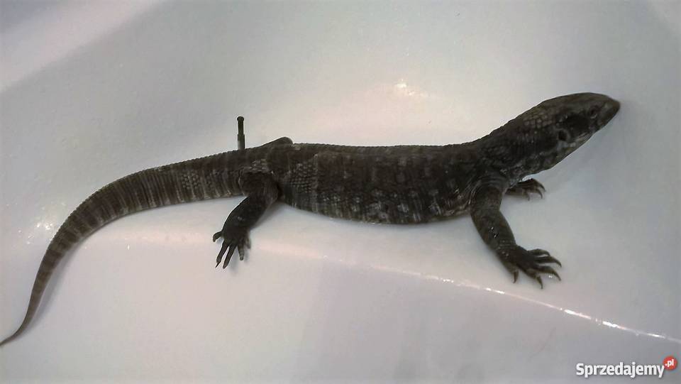 sprzedam warana stepowego Łódź sprzedam