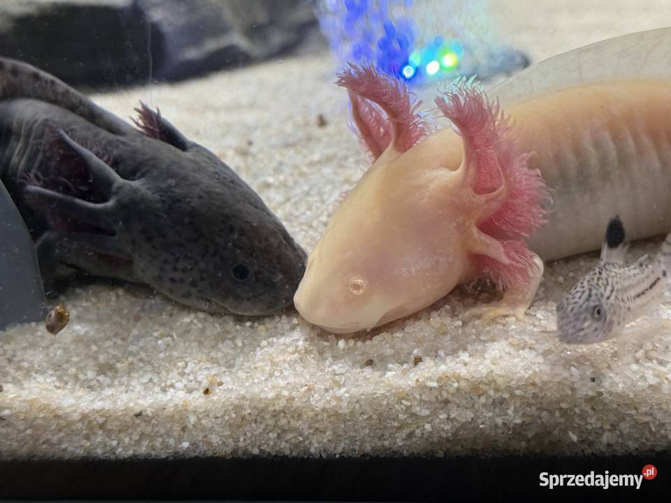 Axelotle salamandra akselotl Mikołów sprzedam