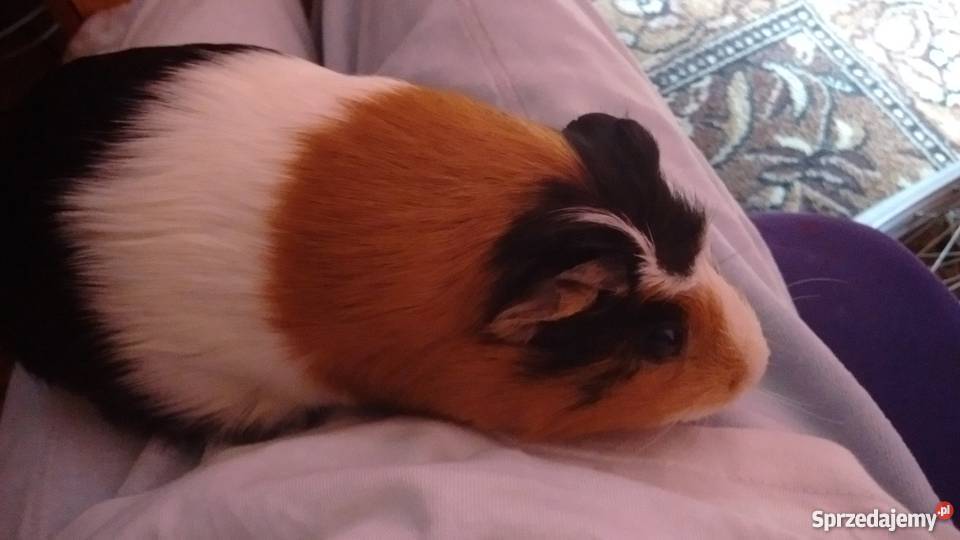 Świnka morska mazowieckie