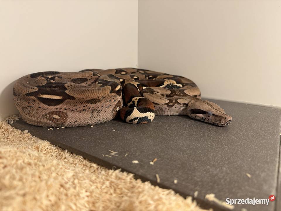 Boa Constrictor Guyana Bydgoszcz sprzedam