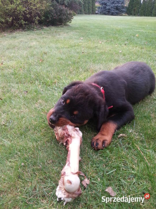 Sprzedam Rottweilera suczkę 3miesięczną Grójec
