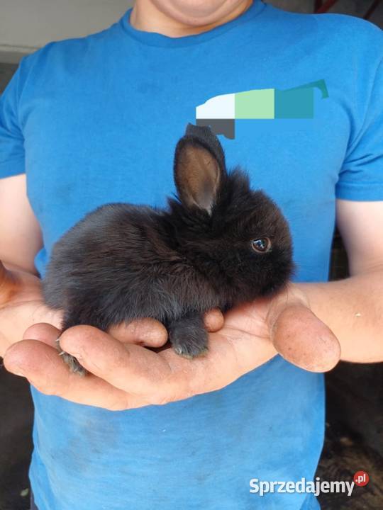 Sprzedam króliki miniaturki