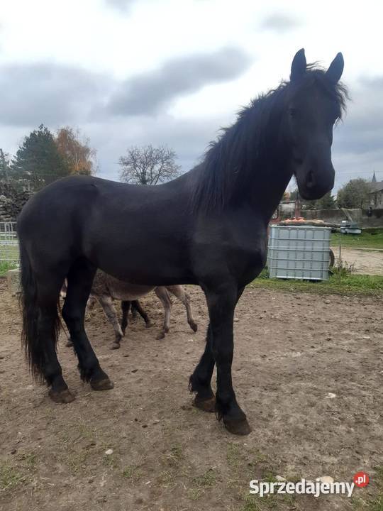 Koń wałach 4 lata Fryz Wstęmpnie zajeżdżony