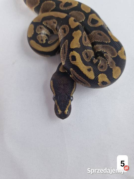 Pyton królewski python regius samiec Wrocław