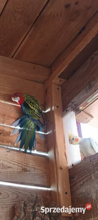 Papugi nimfy rozelle kanarki faliste Starogard Gdański