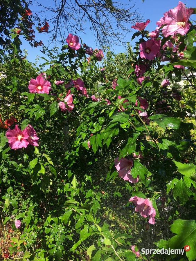 Hibiskus róża syryjska kujawsko-pomorskie Bydgoszcz