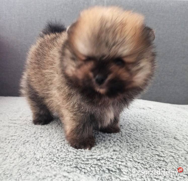 Piękny wyjątkowo puszysty malutki Szpic Szpic miniaturowy Opole