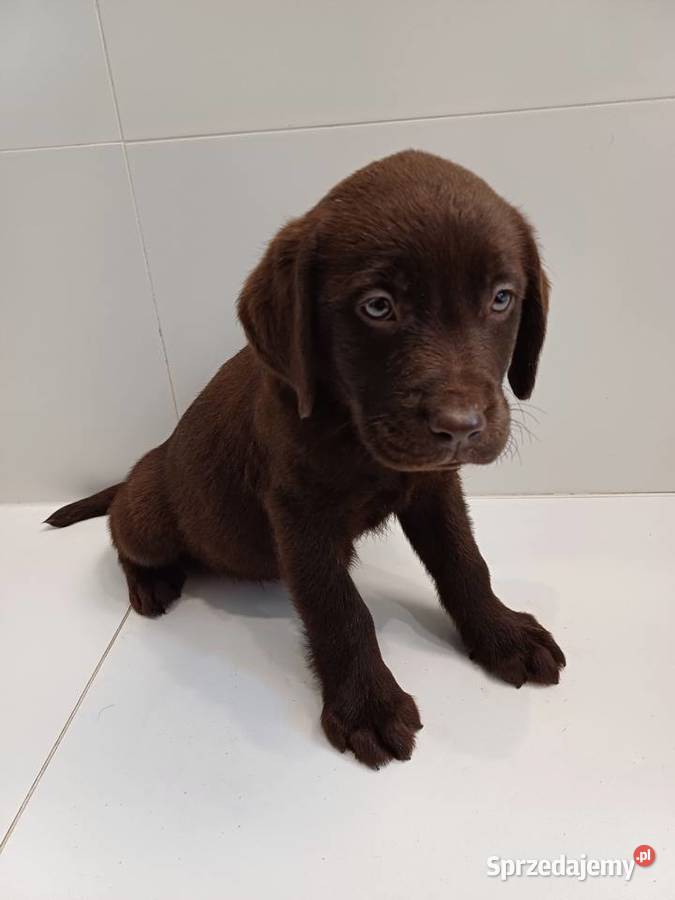 Piesek Labrador Czekoladowy