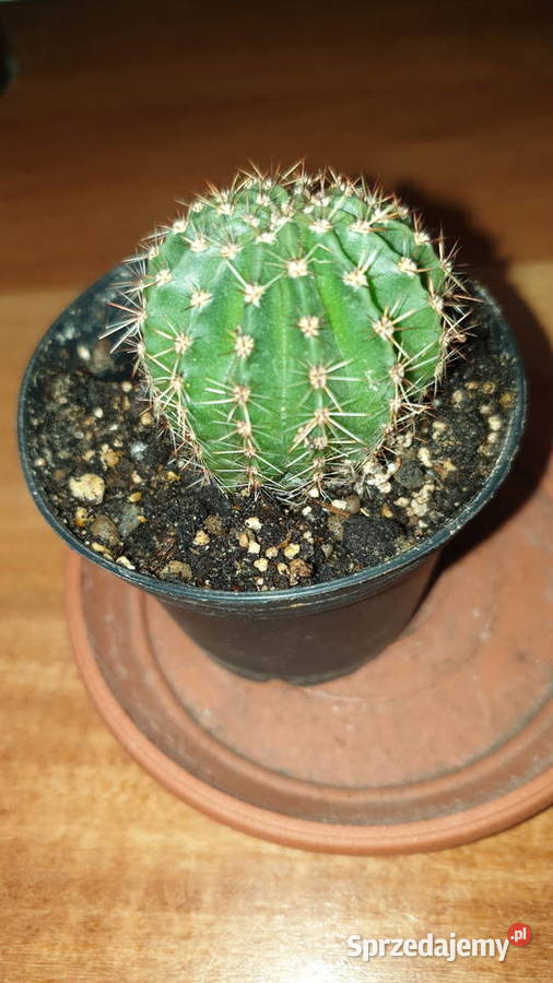 Kaktus 3 Kaktusy i sukulenty Warszawa