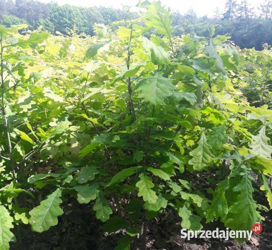 sadzonki dąb szypułkowy bezszypułkowy wys 2550 pomorskie Lębork