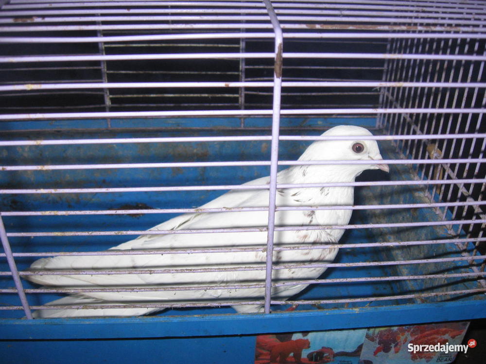 drób ozdobny wielkopolskie