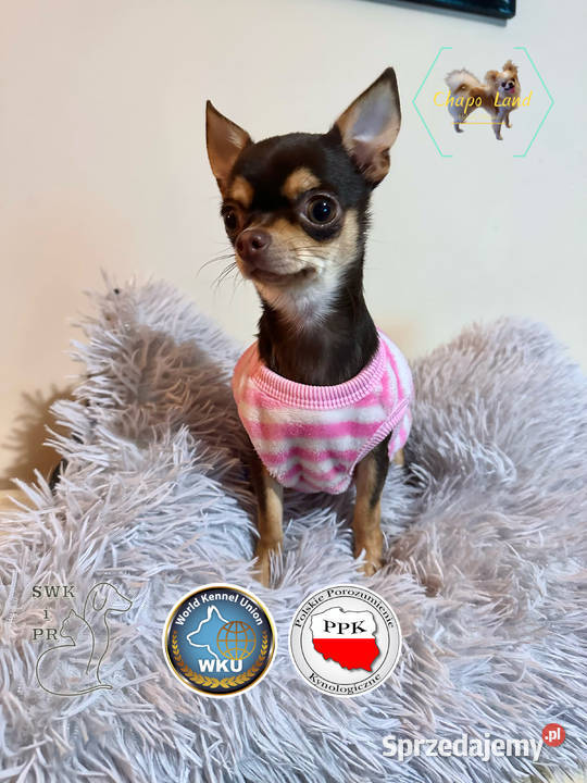 Chihuahua suczka z rodowodem chocolate tan