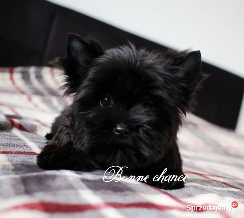 Yorkshire terrier Black Suwałki