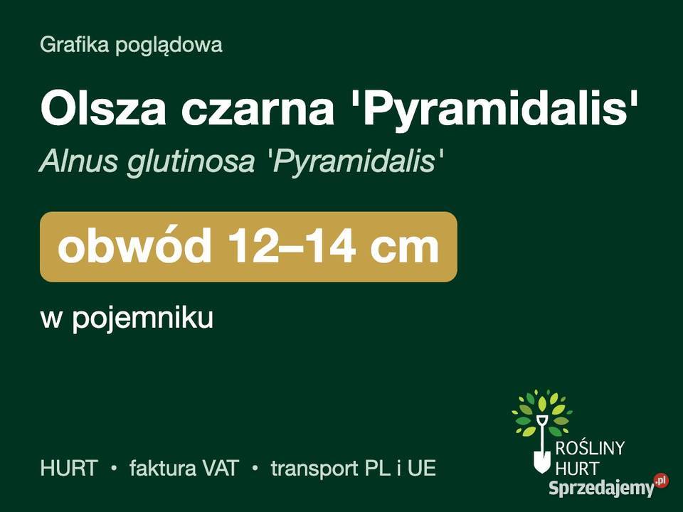 Olsza czarna Pyramidalis obwód 1214 w pojemniku wielkopolskie