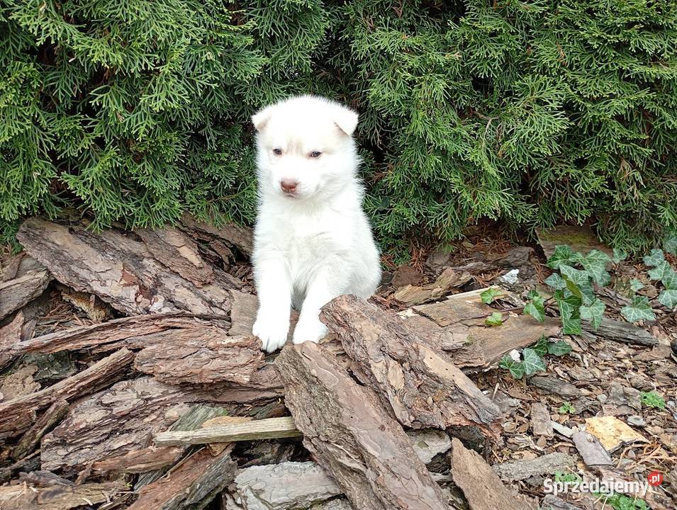 Siberian husky girl Zwierzęta Racibórz