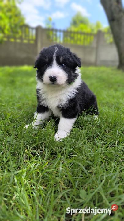 Border Collie czekoladowej matce do rezerwacji śląskie Ostrowy nad Okszą