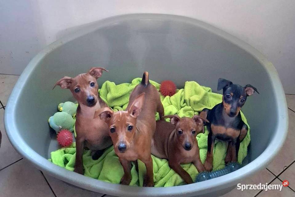 Pinczer pinczery pinczerki miniaturowe z Chojnice
