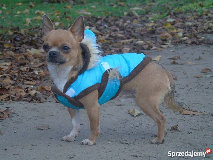 chihuahua krótkowłosy piesek dorosły 16mies Włocławek