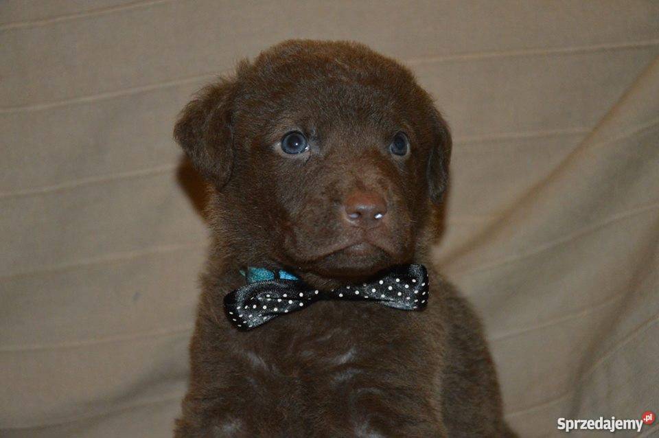 Chesapeake Bay Retriever śląskie Katowice
