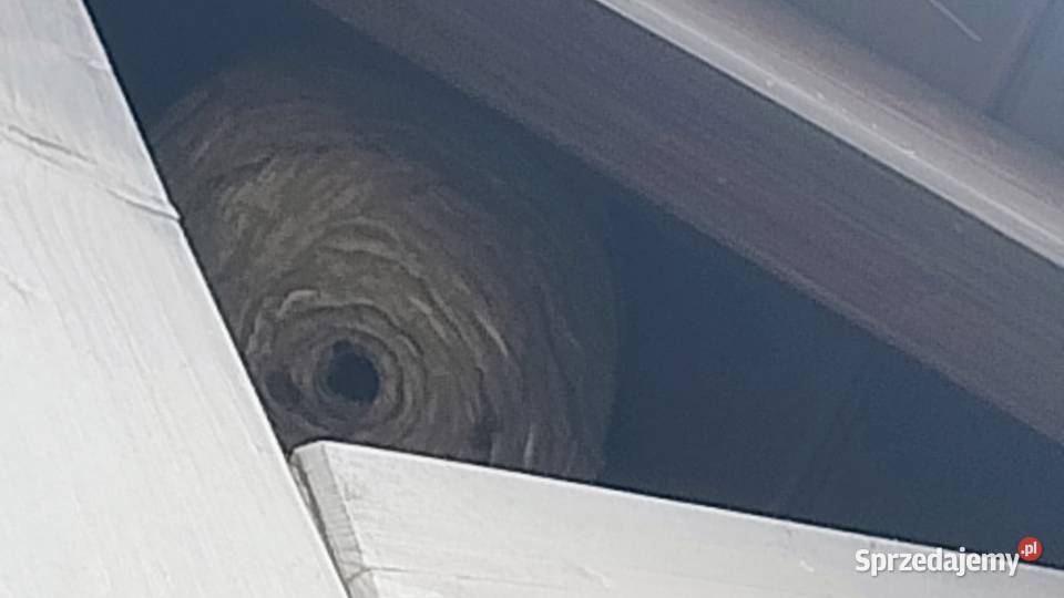 Usuwanie likwidacja szerszeni os i pszczół