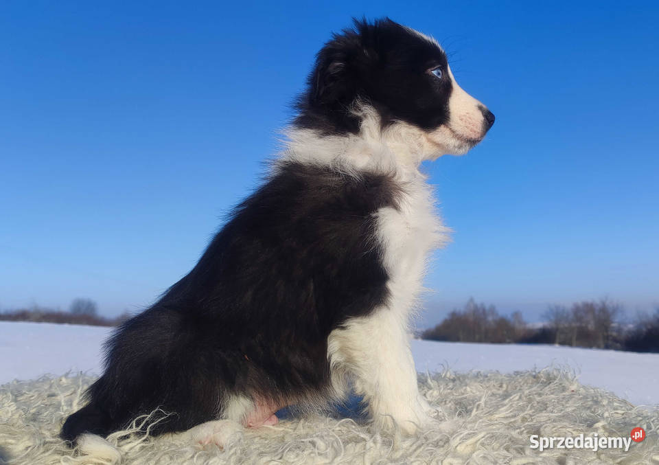 Rasowy BORDER COLLIE z prof Hodowli Pies z pełną Pozostałe Iwonicz
