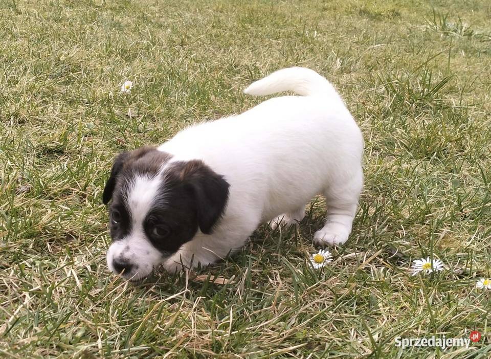 Jack Russell Terrier FCI ZKwP Wroclaw Wrocław