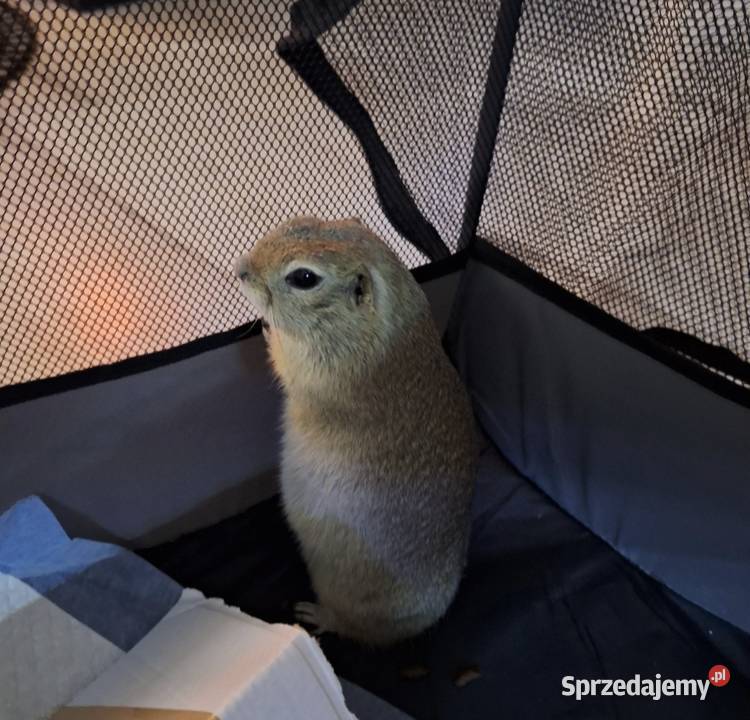 suseł preriowy suseł richardsona sprzedam