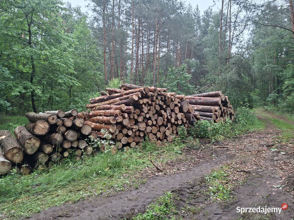 Drewno z czubow sprzedam Rolnictwo Suchodół Włościański